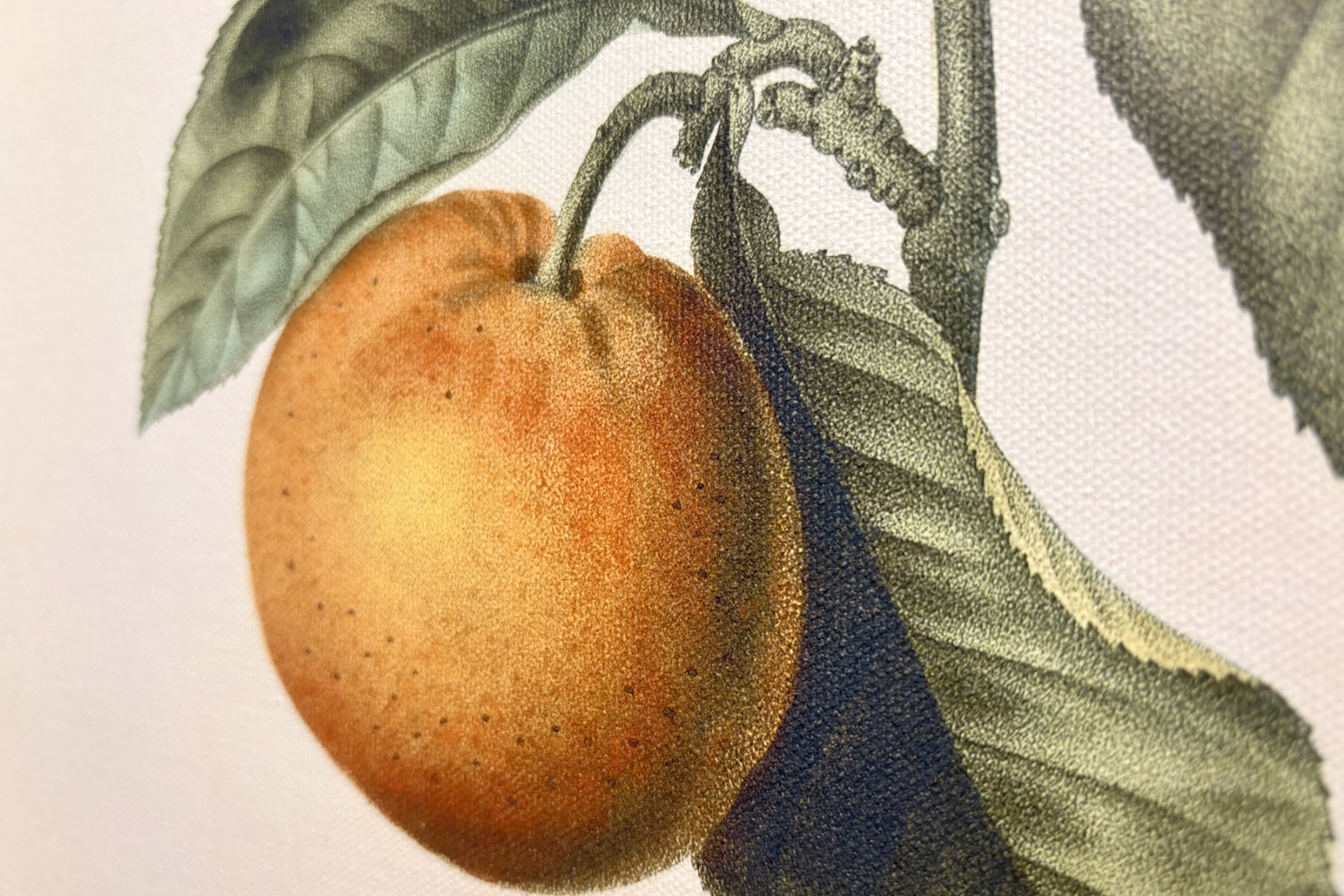 Bitter appelsin (Citrus aurantium) med fiolett frukt av Pierre Joseph Redoute (1759-1840) - Pierre-Joseph Redouté