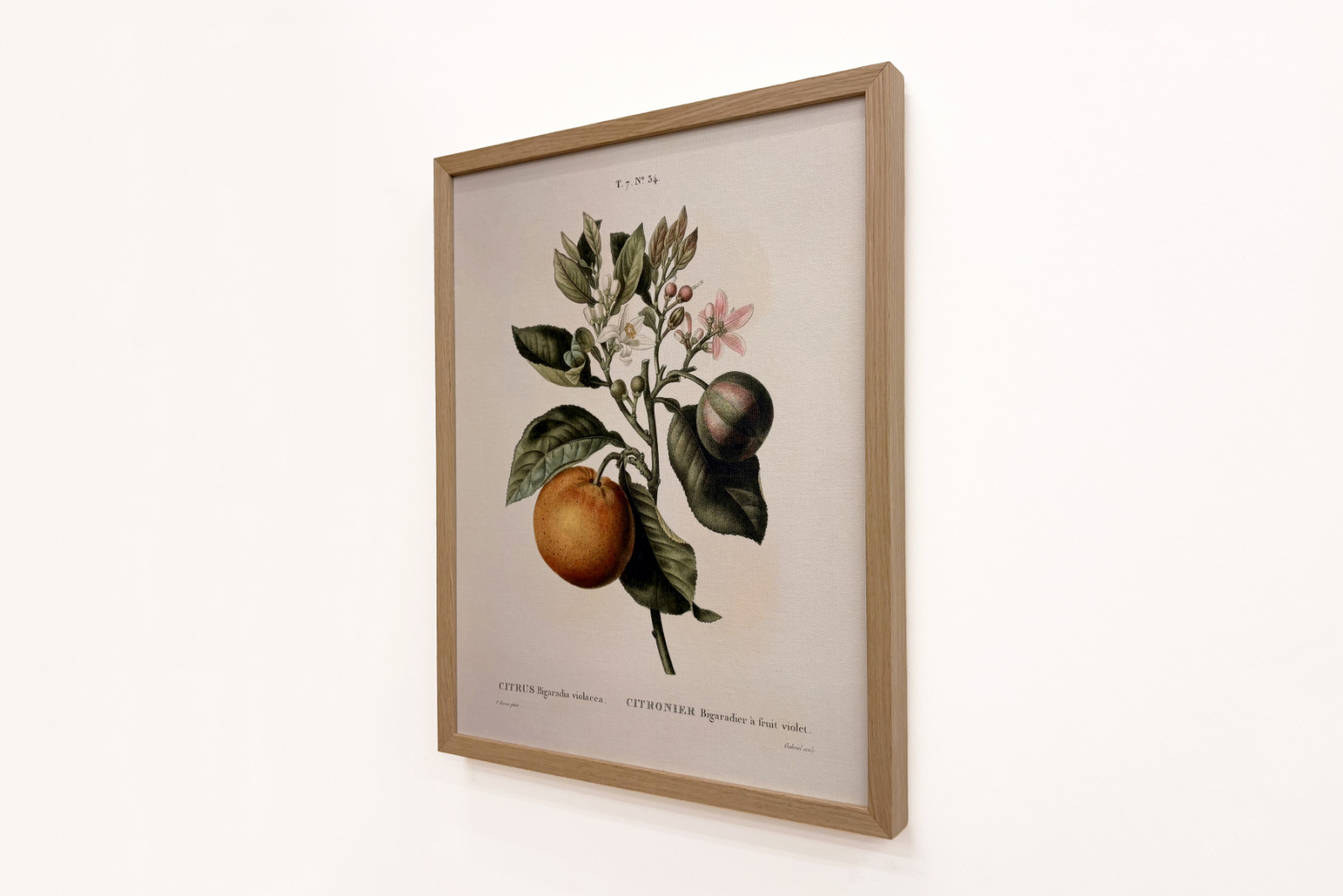 Bitter appelsin (Citrus aurantium) med fiolett frukt av Pierre Joseph Redoute (1759-1840) - Pierre-Joseph Redouté