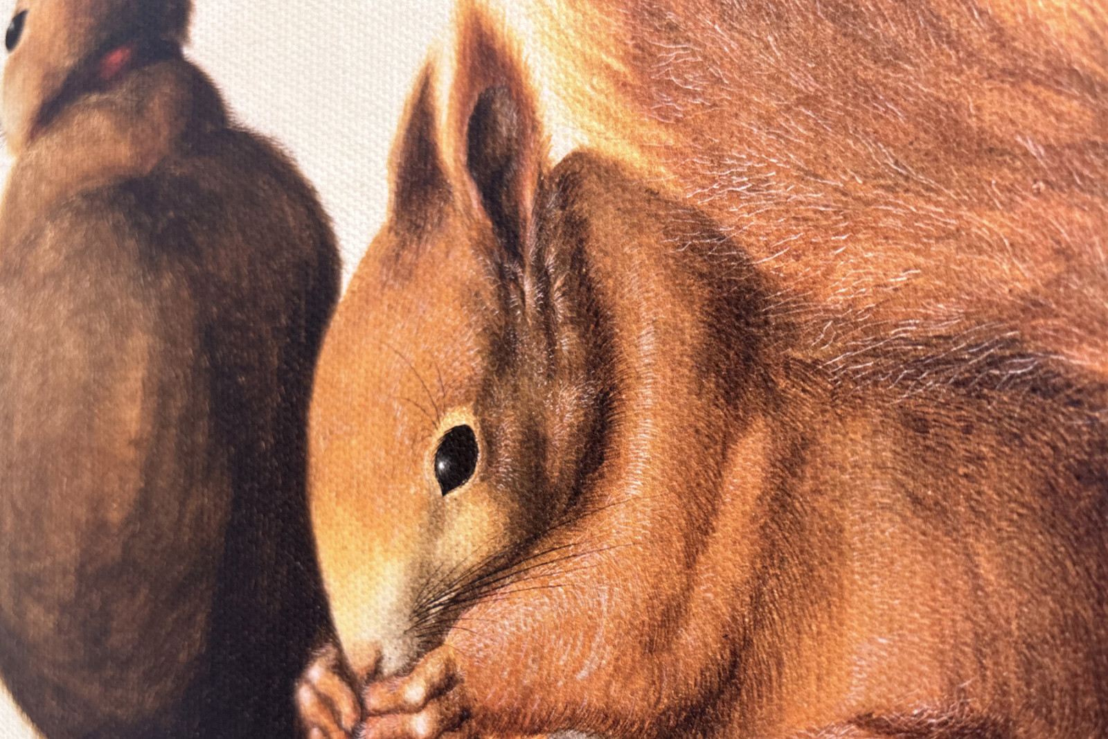 Ekorn, 1512 (tempera på pergament) - Albrecht Dürer