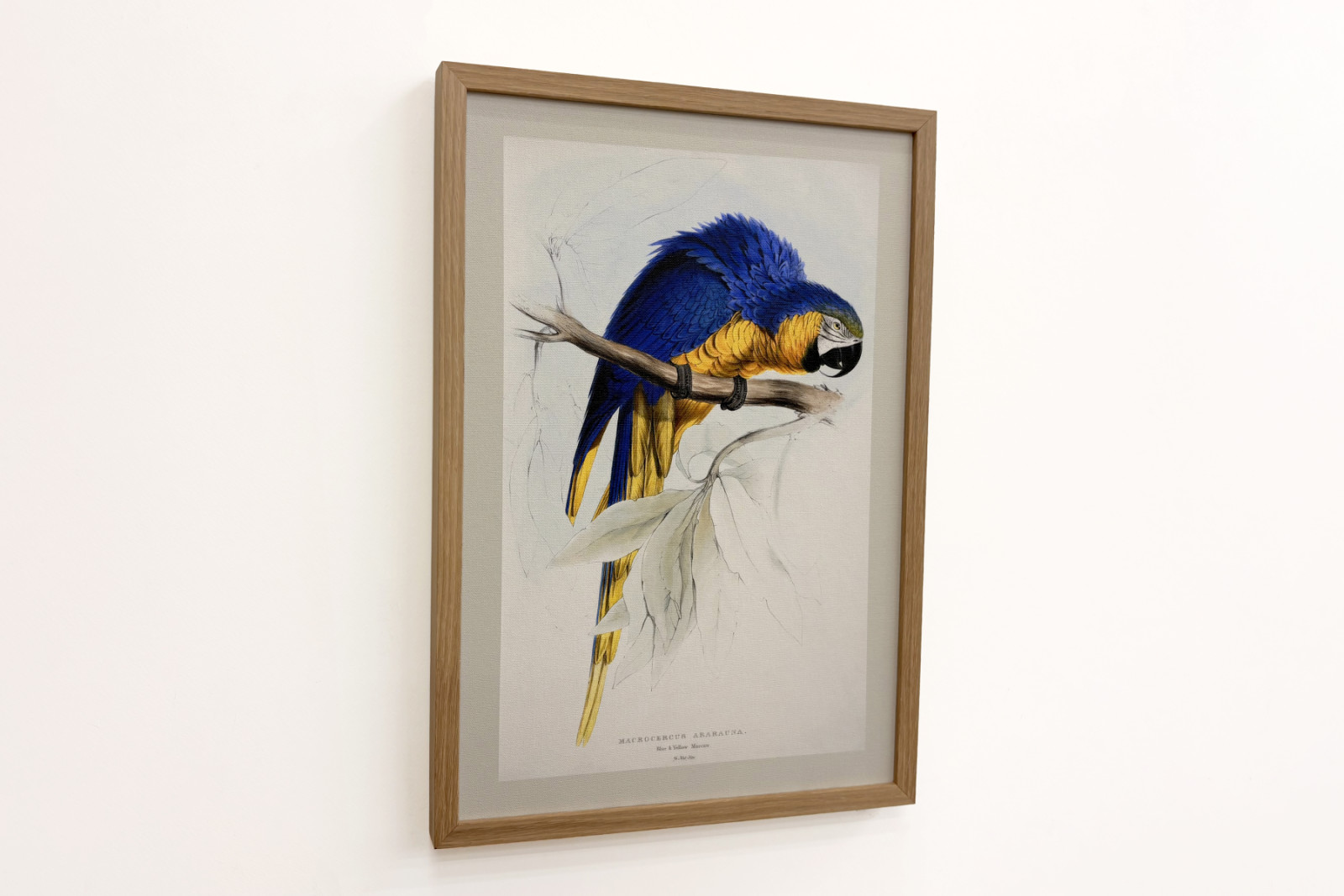 Ararauna -ruten - Edward Lear