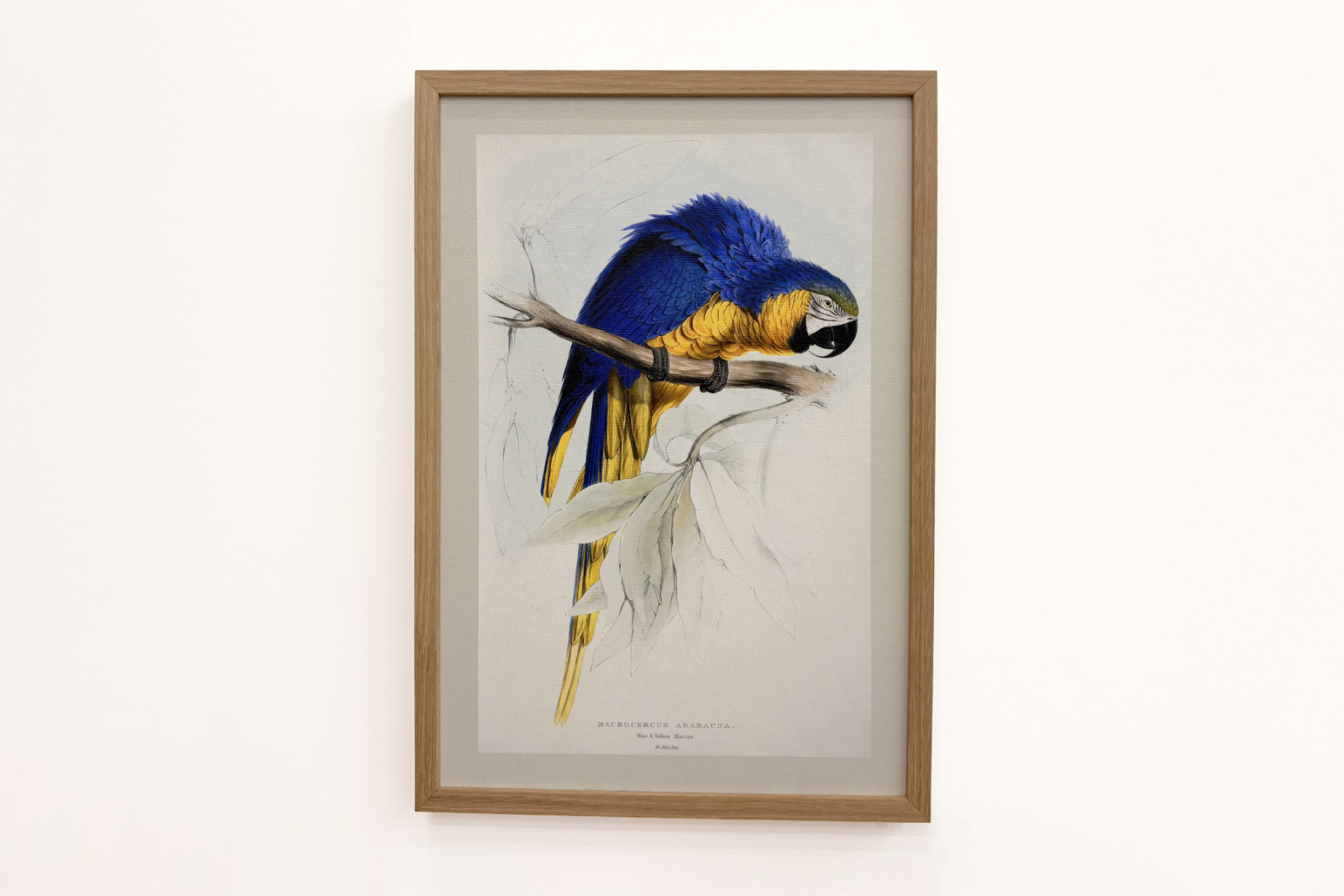 Ararauna -ruten - Edward Lear