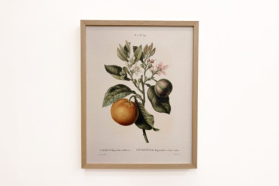 Bitter appelsin (Citrus aurantium) med fiolett frukt av Pierre Joseph Redoute (1759-1840) - Pierre-Joseph Redouté