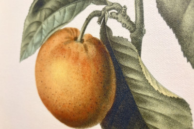 Bitter appelsin (Citrus aurantium) med fiolett frukt av Pierre Joseph Redoute (1759-1840) - Pierre-Joseph Redouté
