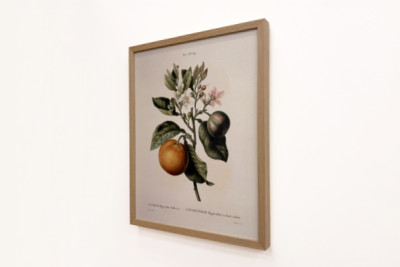 Bitter appelsin (Citrus aurantium) med fiolett frukt av Pierre Joseph Redoute (1759-1840) - Pierre-Joseph Redouté