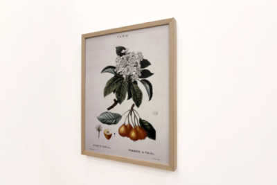 Poirier de Pollviller - i "" New Duhamel du Monceau eller avhandling om trær og busker som dyrker i Frankrike"", figurer i henhold til tegningene til P.J. Redoute og P. Bessa, Paris - Pierre Joseph (after) Redoute
