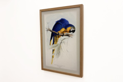 Ararauna -ruten - Edward Lear