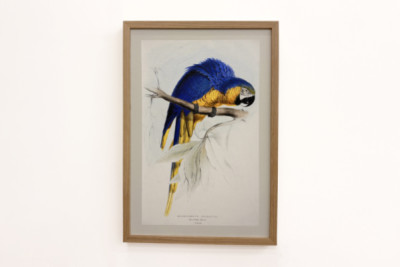 Ararauna -ruten - Edward Lear