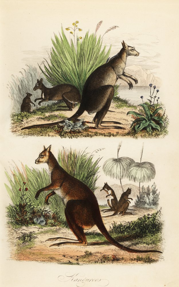 Rød kenguru, Macropus rufus (nederst), østlig grå kenguru, Macropus giganteus (øverst til høyre) og mørk wallaby, Thylogale brunii (øverst til venstre) av Adolph (after) Fries