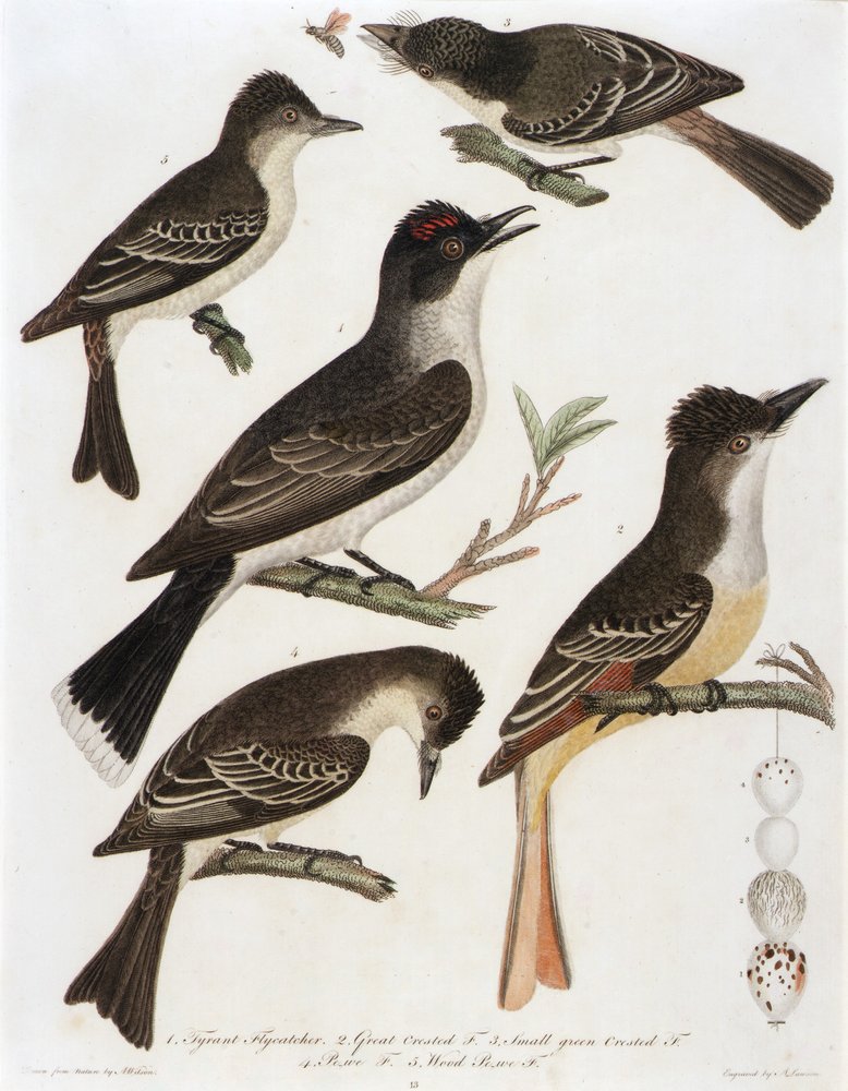 1. Tyrannfluesnapper. 2. Stortoppet F. 3. Liten grønntoppet F. 4. Pe-We F. 5. Skog-Pe-We F. (fra boken, American Orinthology) av Alexander Lawson