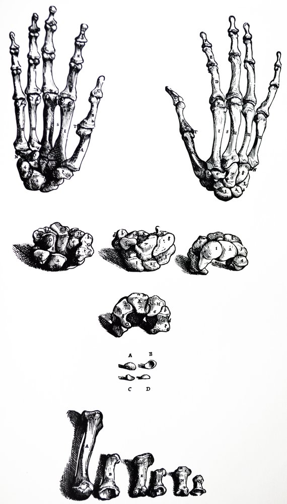 Platene fra den første boken til De Humani Corporis Fabrica av Andreas Vesalius