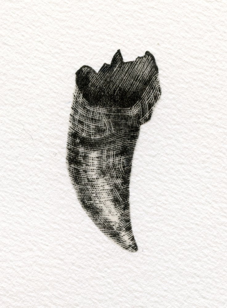 Feline Tooth, 2014, (tregravering på papir) av Bella Larsson