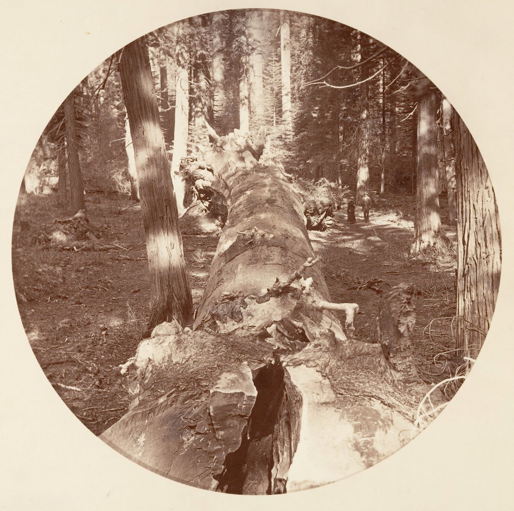 [Yosemite nasjonalpark, California], ca. 1878. av Carleton Emmons Watkins