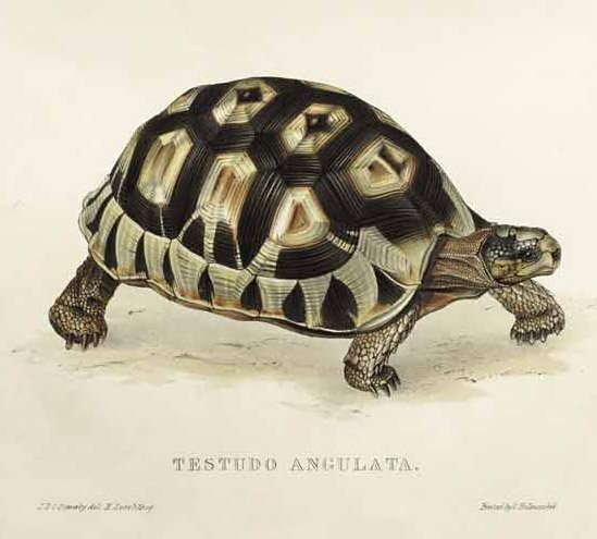 Testudo angulata av Edward Lear