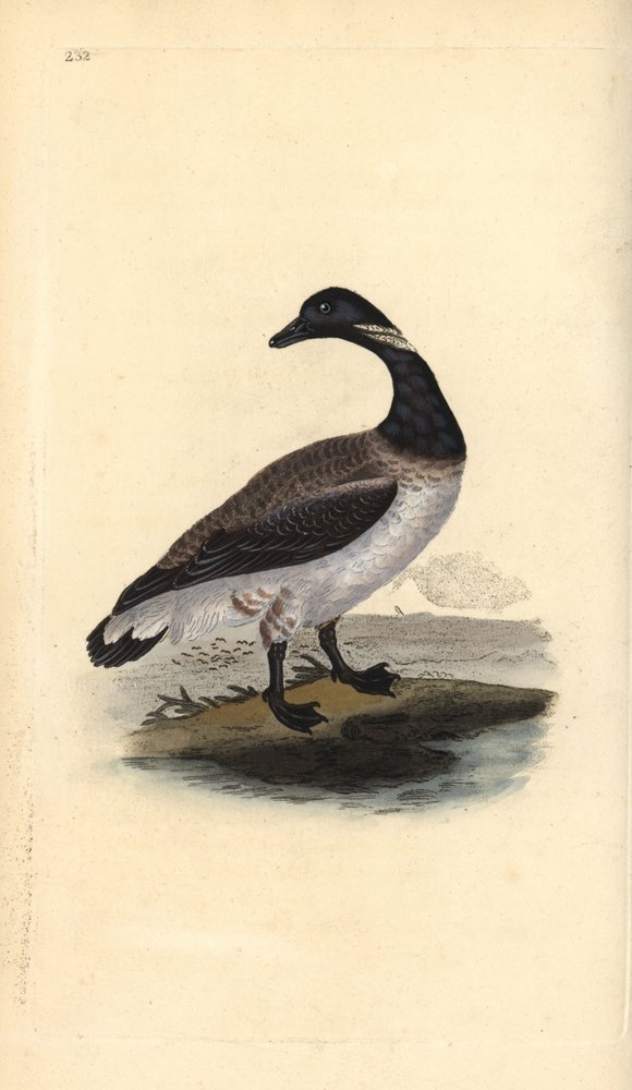 Brentgås, Branta bernicla. Håndfarget kobberplate tegnet og gravert av Edward Donovan fra hans egen "Natural History of British Birds," London av Edward Donovan