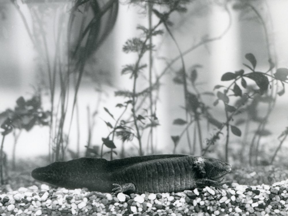En svart axolotl/meksikansk salamander som hviler på grus på bunnen av et basseng i London Zoo i 1928 av Frederick William Bond