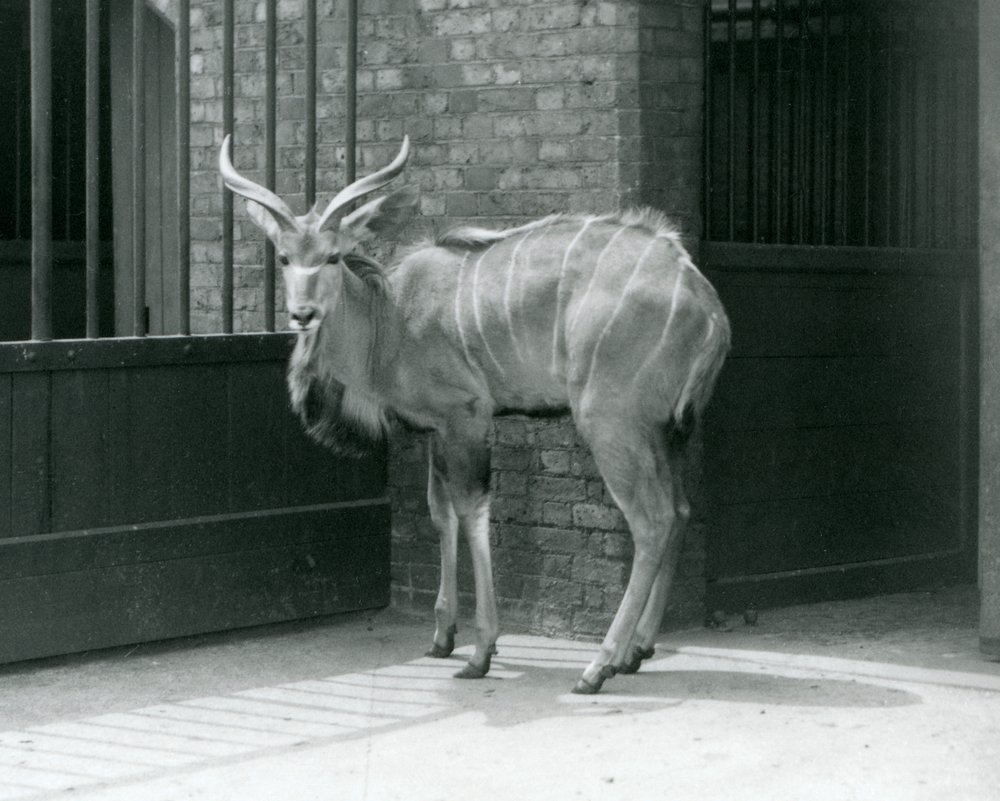 En ung mann, Greater Kudu som står i innhegningen sin i London Zoo i 1929 (s/hv-bilde) av Frederick William Bond