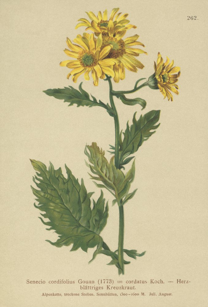 Alpine raglort (Senecio cordifolius, Senecio cordifolius, Senecio alpinus, Jacobaea alpina) av German School