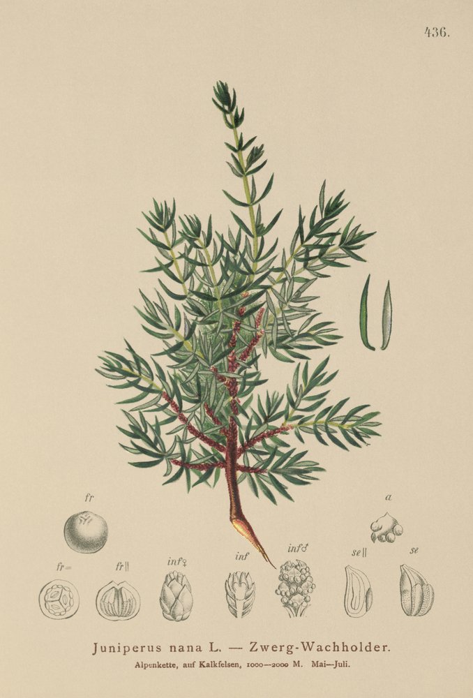 Dvergeebær (Juniperus nana, Juniperus communis subsp. nana, Juniperus communis var. saxatilis) av German School