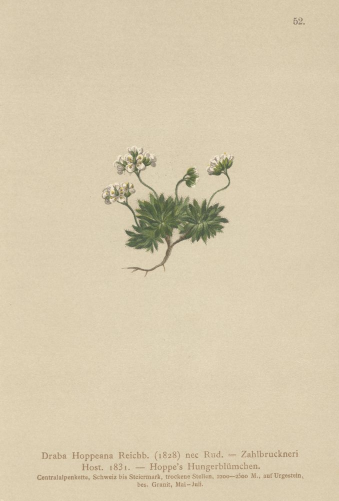 Hoppes Whitlow-gress (Draba Hoppeana, Draba Zahlbruckneri) av German School