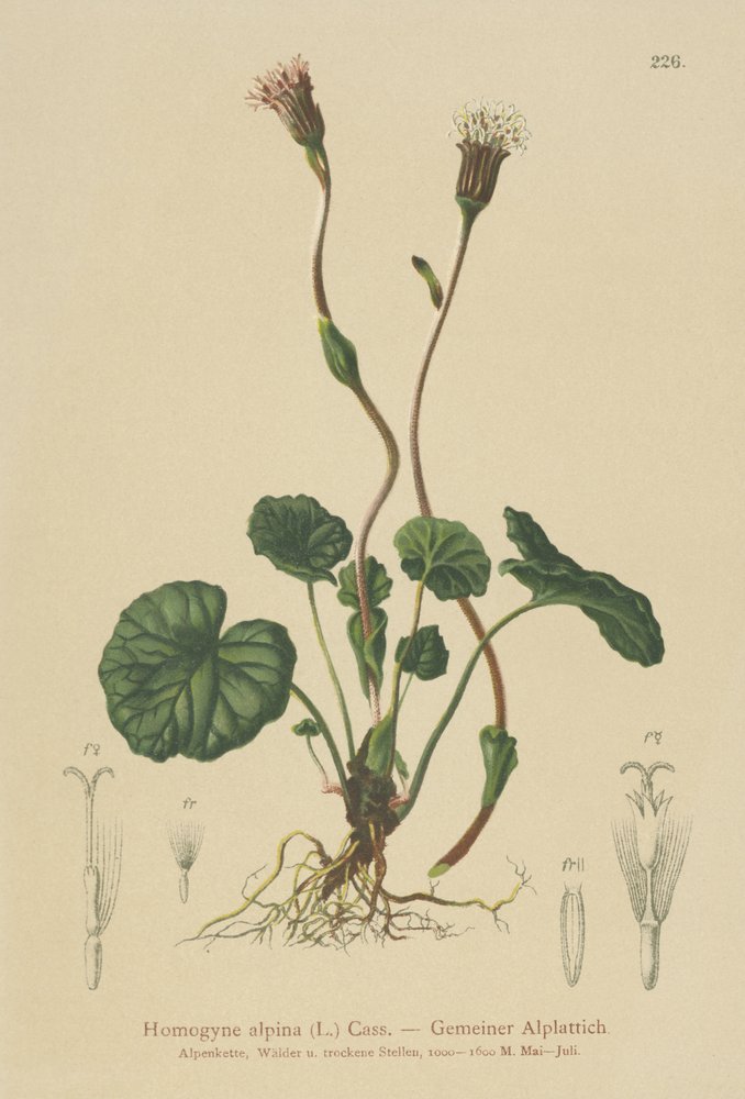 Lilla følfot (Homogyne alpina) av German School