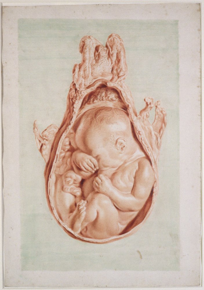 Ms Hunter 658, tavle XII, tegning til William Hunters (1718-83) «Anatomi av den gravide menneskelige livmoren», 1774 av Jan van Rymsdyk