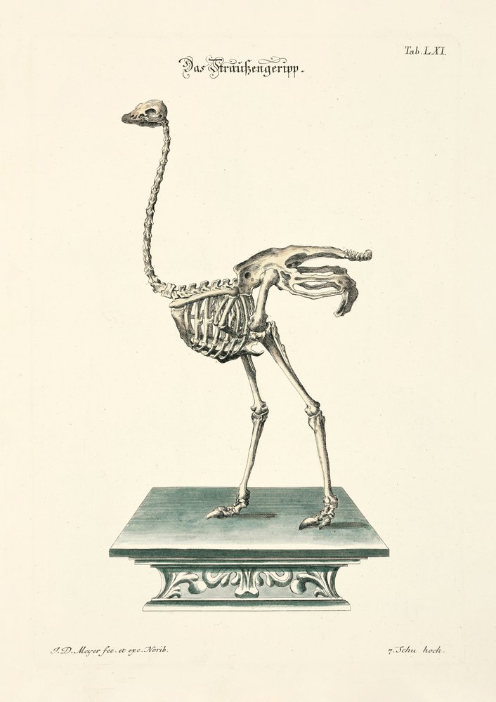 Strutsskjelett av Johann Daniel Meyer