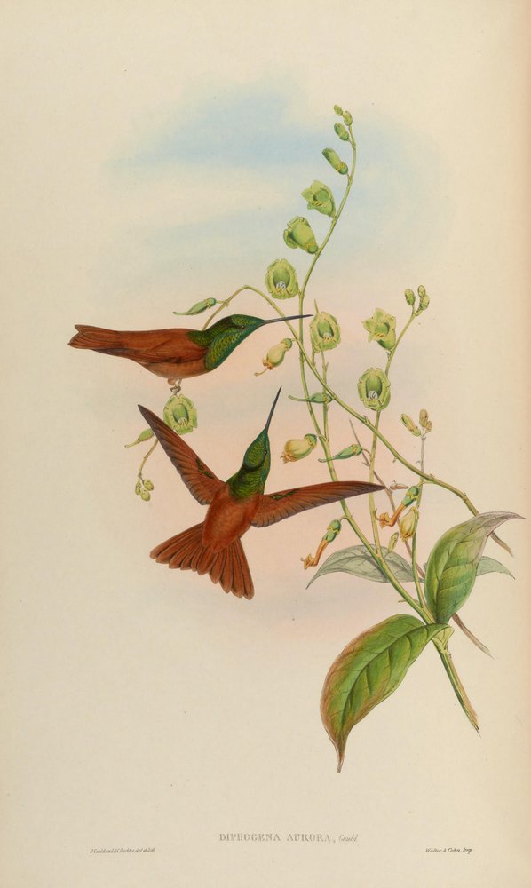 Diphogena aurora = Coeligena iris aurora av John Gould