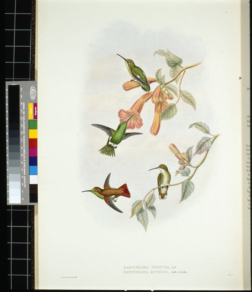 Skinnende solstråle (aglaeactis cupreipennis) (håndfarget litho) av John (after) Gould