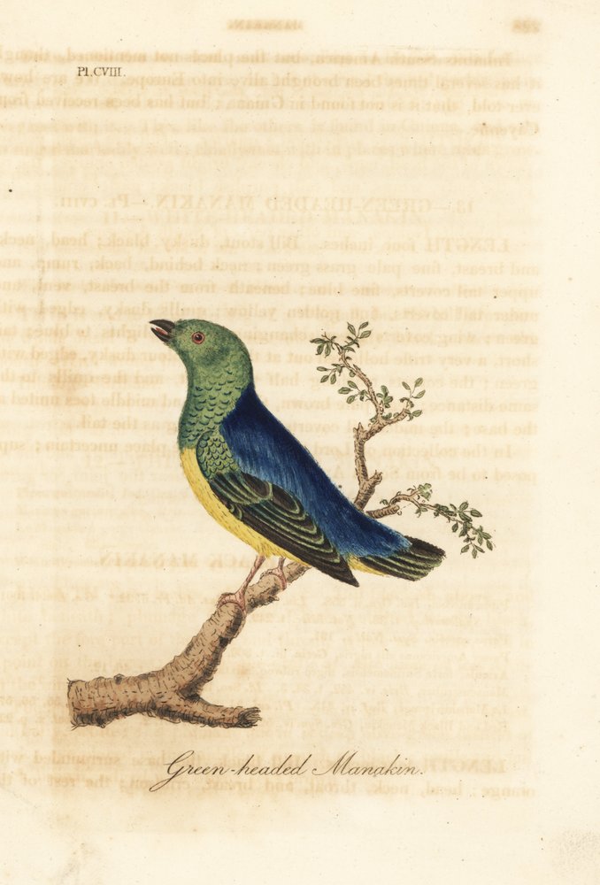 Blånakket chlorophonia, Chlorophonia cyanea (grønnhodet manakin, hjemmehørende i Sør-Amerika). Håndfarget kobberplate tegnet og gravert av John Latham fra hans egen A General History of Birds, Winchester av John Latham
