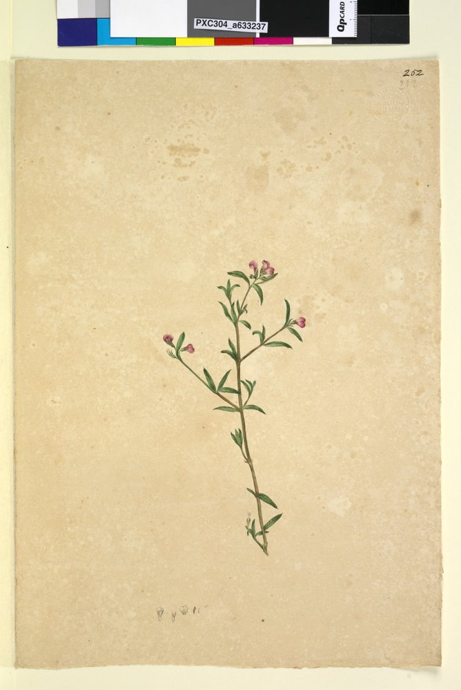 Side 252. Uidentifisert plante, ca. 1803-06 (wc, penn, blekk og blyant) av John William Lewin