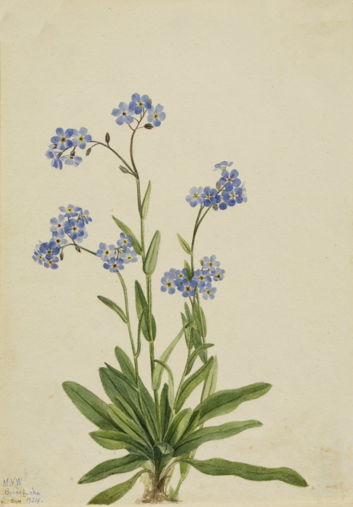 Alpeforglemmegei Myosotis alpestris, 1924 av Mary Vaux Walcott