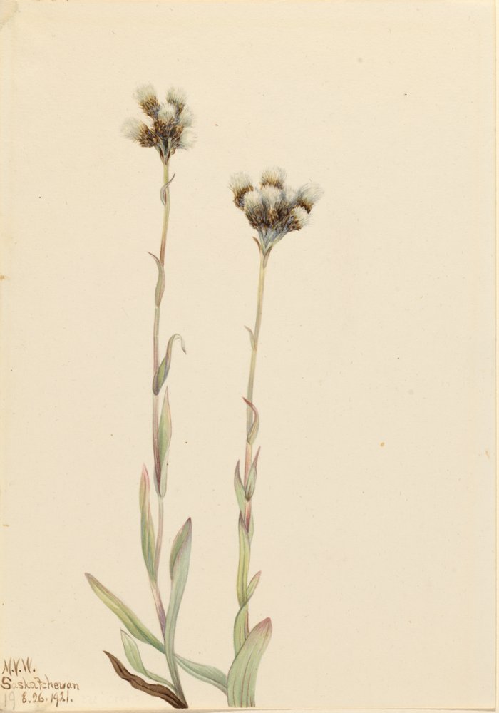 Grå kattepoter (Antennaria howellii) av Mary Vaux Walcott
