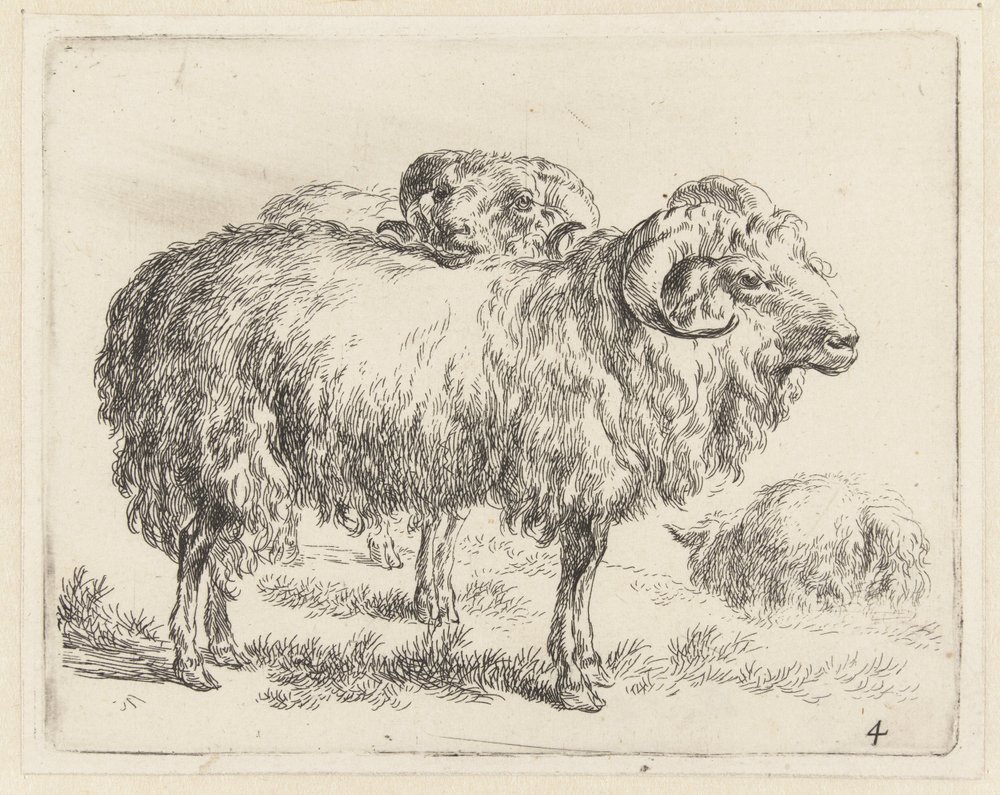 Twee rammen en een schaap Schapen (serietittel) Dyr trukket til livet ...