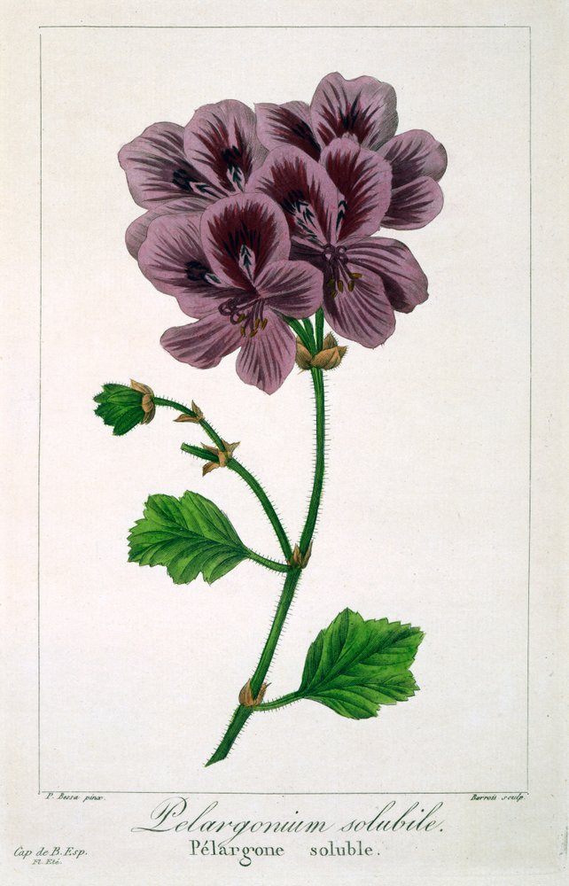Pelargonium, 1836 (håndfarget gravering) av Pancrace Bessa