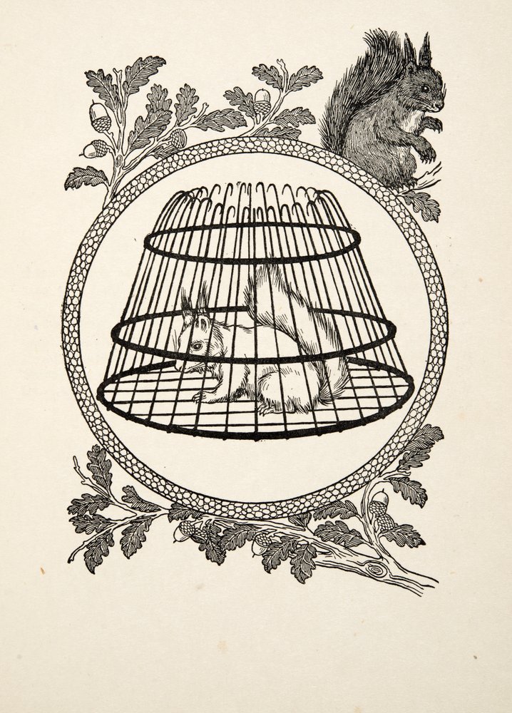 A Refugee Squirrel, fra A Hundred Anecdotes of Animals, pub. 1924 av Percy J. Billingshurst