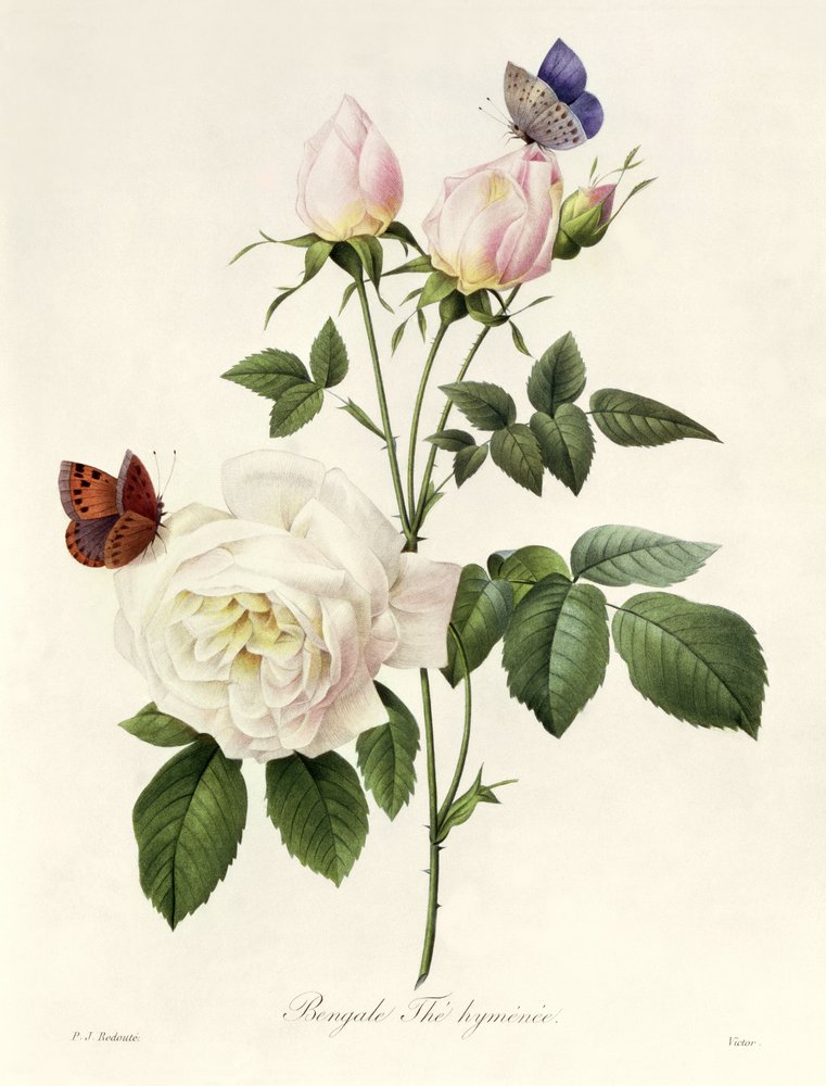 Rose: Bengale the Hymenes, fra «Les Roses», 19. århundre av Pierre-Joseph Redouté