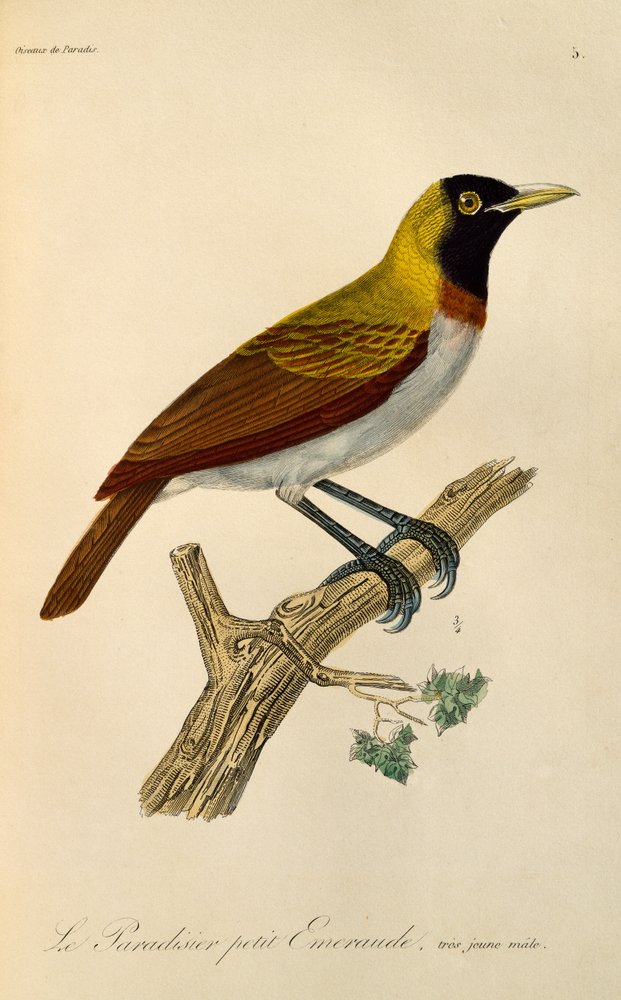 Juvenil hann av Lesser Bird-of-Paradise (Paradisaea minor), gravering fra Natural History of Birds of Paradise og Epimagues av René-Primevère Lesson