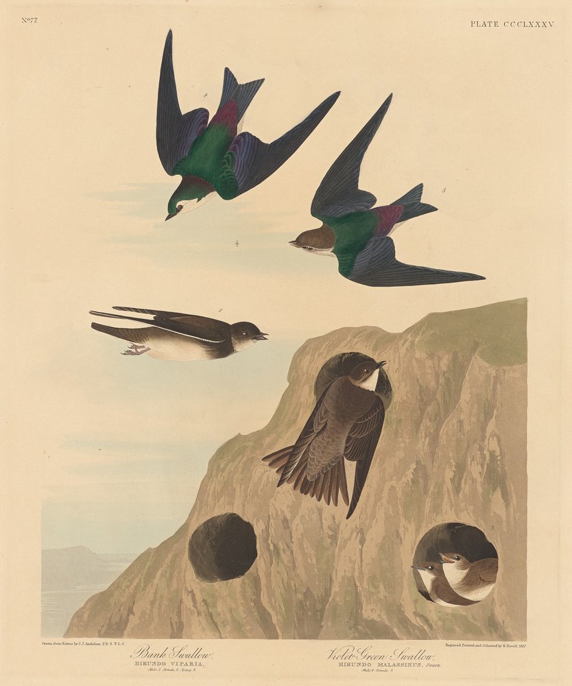 Banksvale og fiolettgrønn svale, 1837. av Robert Havell