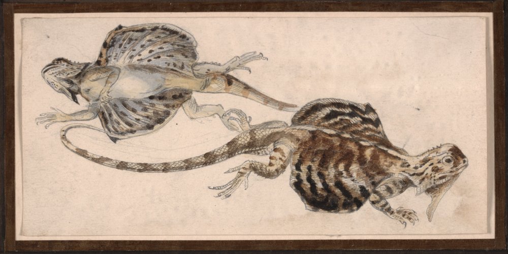 Øgler (farge litho) av Robert Kretschmer