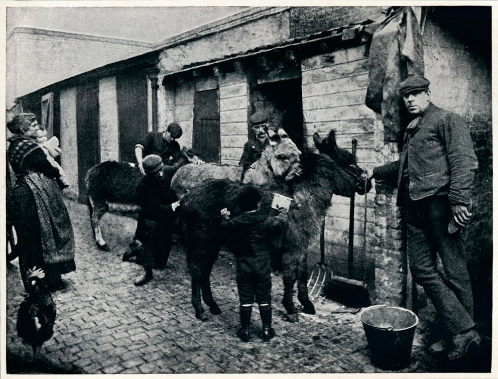 Grooming costers esler, London, c1903 1903 av Unbekannt
