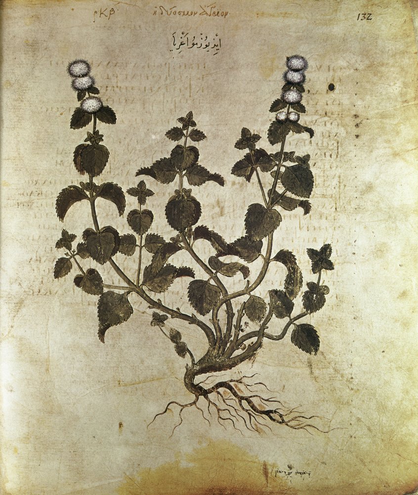 Urter Peppermynte (plant de menthe), 6. århundre av Unbekannt