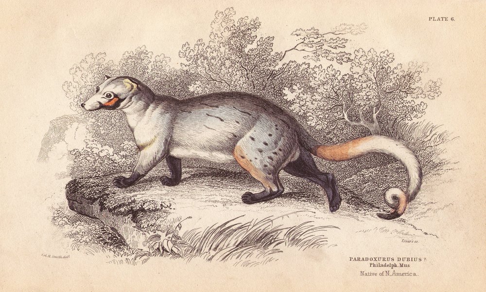 Amerikansk paradoks, Paradoxurus dubius. Fra et eksemplar i Philadelphia Museum. Håndkolorert stålgravering av Lizars etter en illustrasjon av Charles Hamilton Smith fra William Jardines Naturalist#39;s Library, Edinburgh. av Unbekannter Künstler