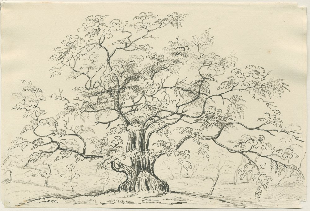Cannock Chase: penn- og blyanttegning, nd [?1800-tallet] av Unbekannt
