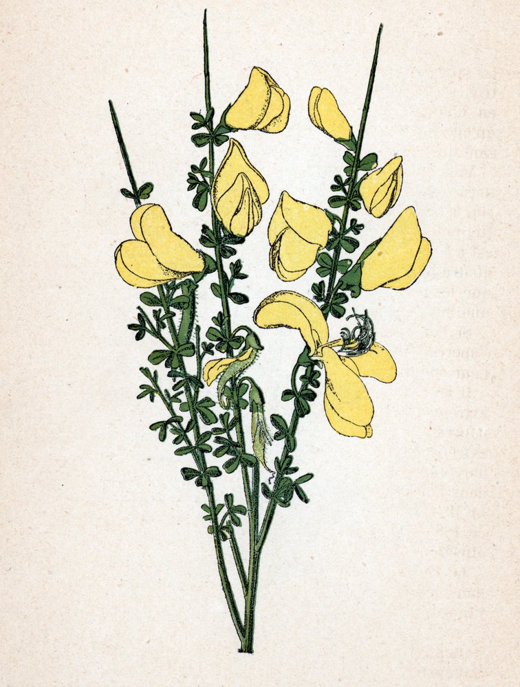 Genet en kost (Cytisus scoparius) (vanlig kost eller skotsk kost) Botanisk tavle fra «Atlas colorie des plantes medicinales» av Paul Hariot av Unbekannter Künstler