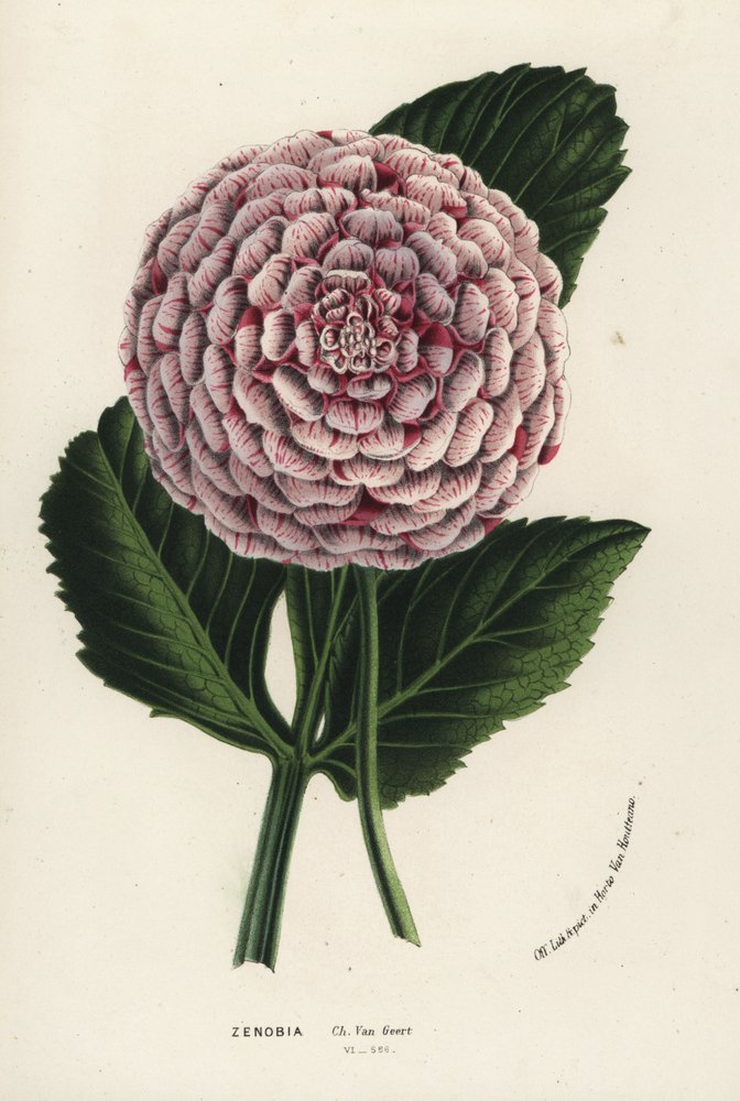 Zenobia-dahliahybrid, Dahlia coccinea. Håndkolorert litografi fra Louis van Houtte og Charles Lemaires Blomster i hagene og drivhusene i Europa, Flore des Serres et des Jardins de l#39;Europe, Ghent, Belgia. av Unbekannter Künstler