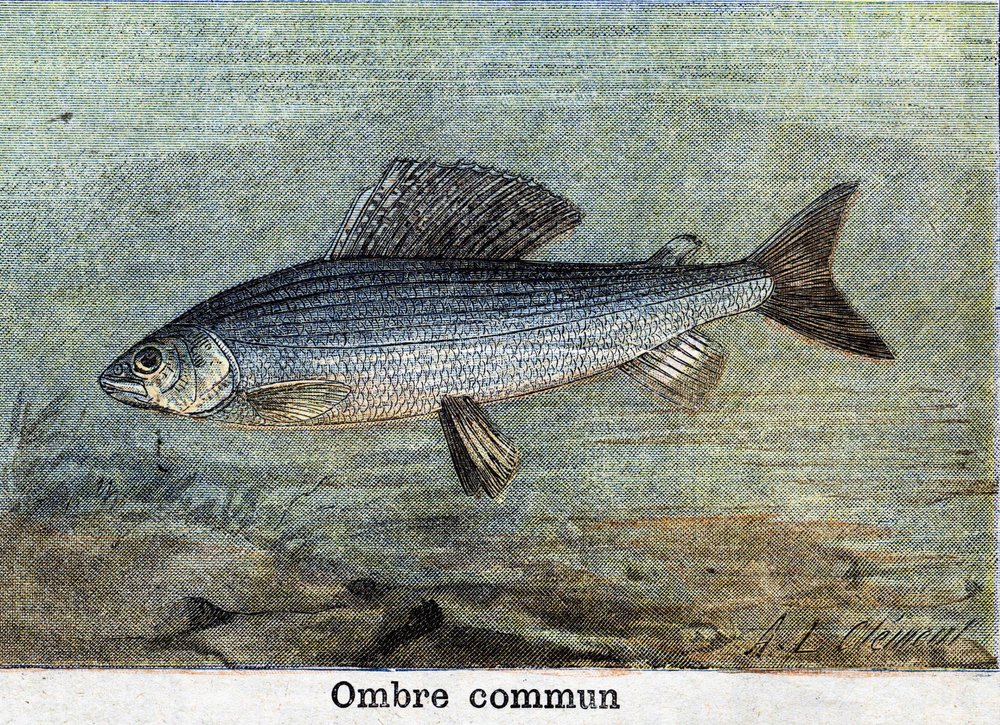 Gravering “Felles skygge” fra 1898 av Unknown artist