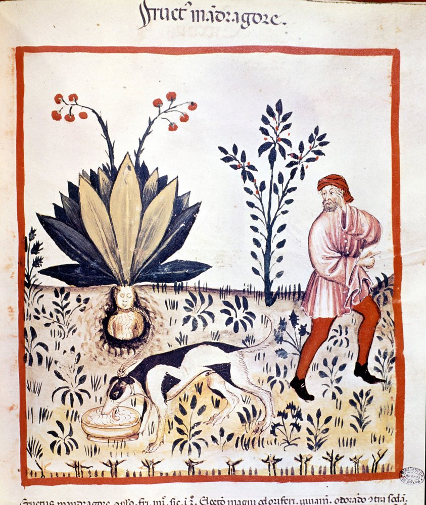 Medisinsk avhandling «Tacuinum sanitatis», 14. århundre. Innhøsting av alrune. Biblioteca Nazionale Braidense, Milano av Unknown artist