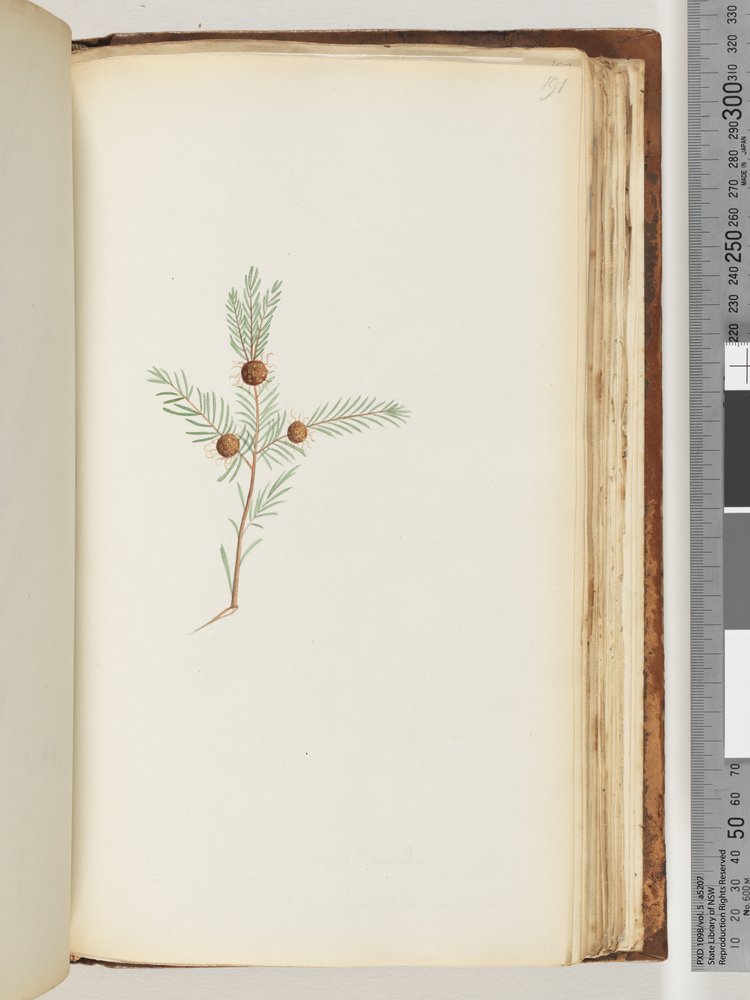 Side 191. Uidentifisert plante av Unknown