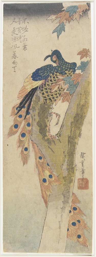 Påfugl på et lønnetre, tidlig 1800-tall av Utagawa Hiroshige