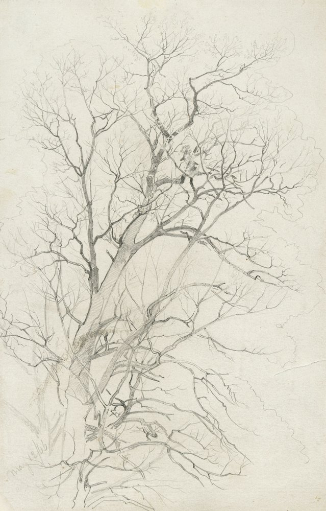 Tree, 1866 (grafitt på grått vevd papir) av William Trost Richards